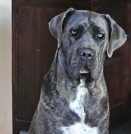 Nuestros Cane Corso: El origen de todo 2 Madre Mastin Italiano Ona