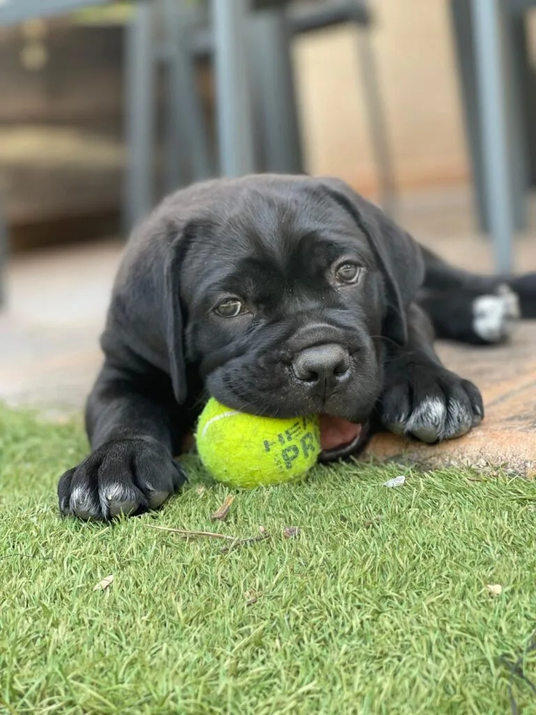 Cane corso con pelota de tennis