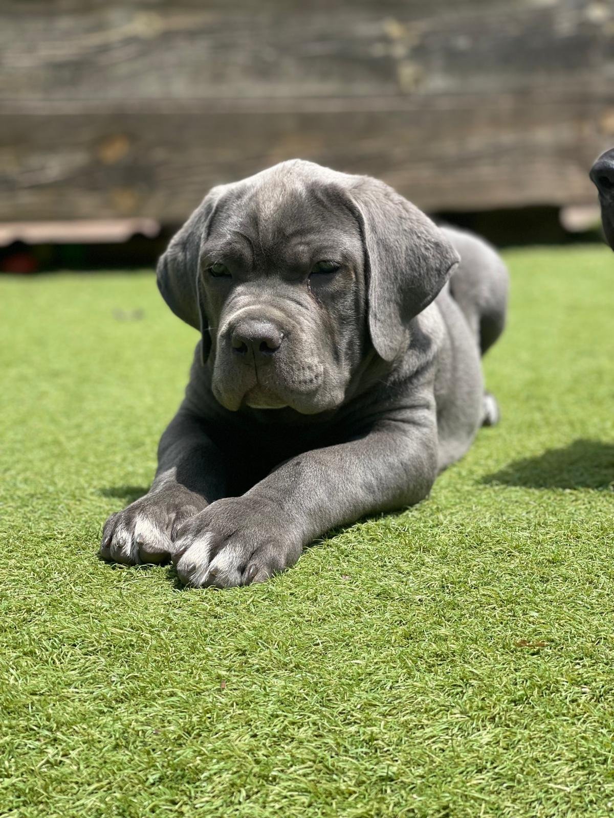 Contacto 1 cachorros cane corso 24
