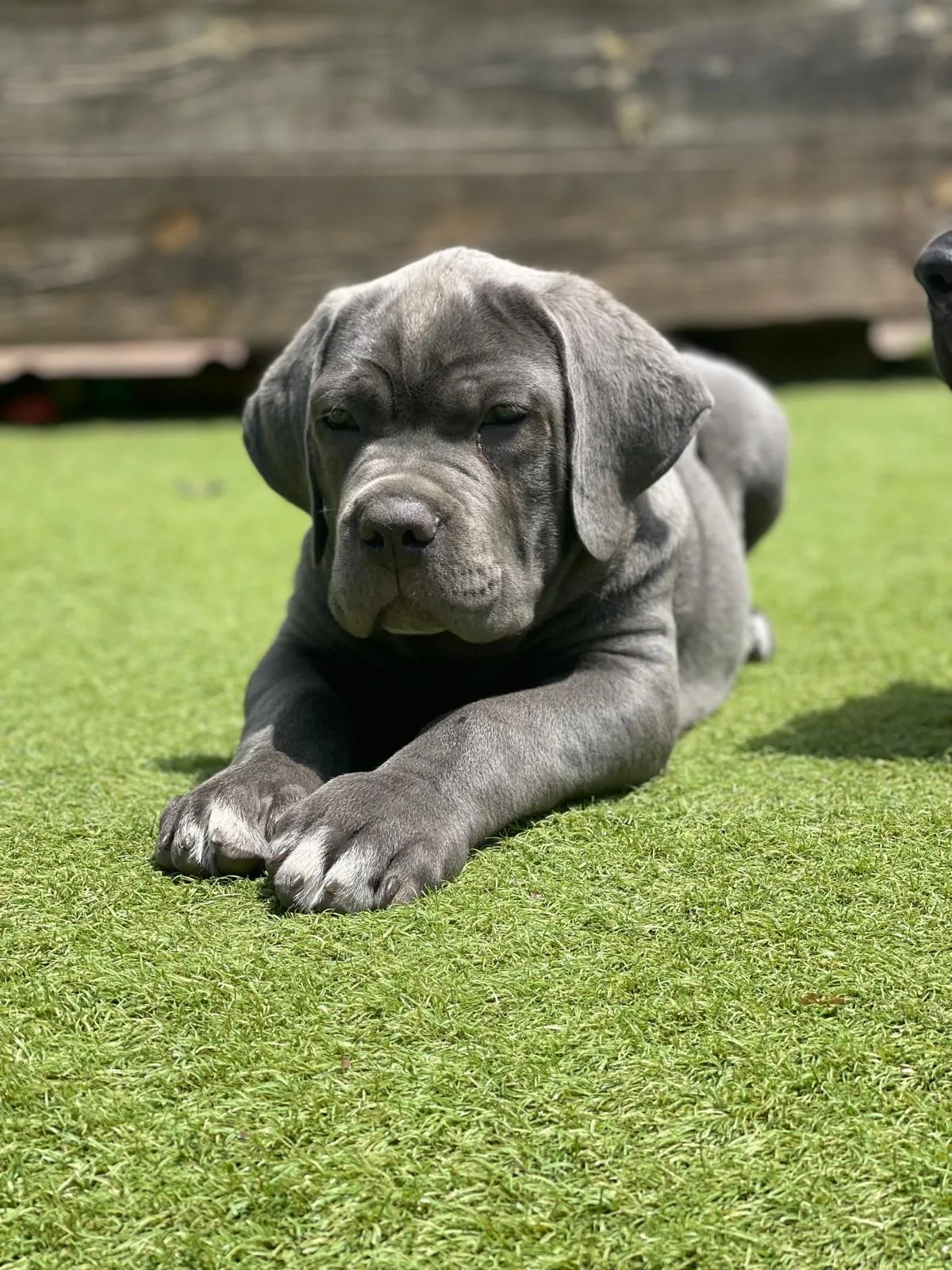 cachorros cane corso 24