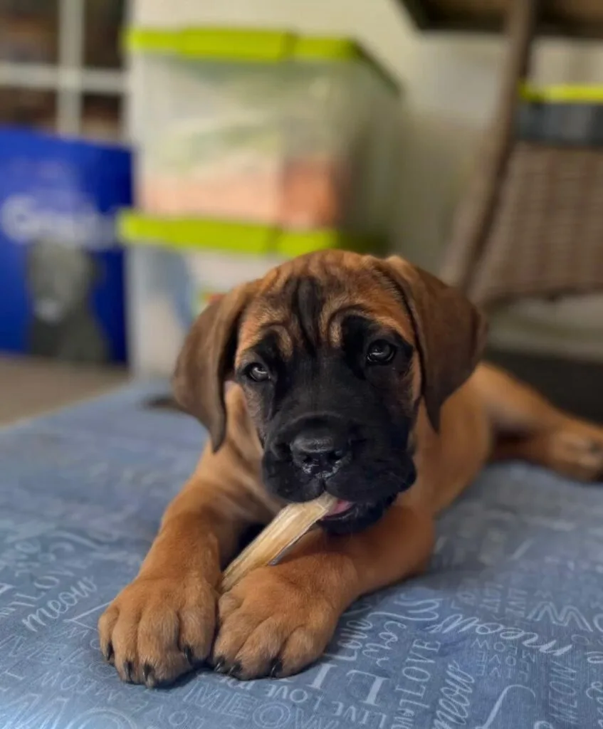 Cachorro cane corso marrón
