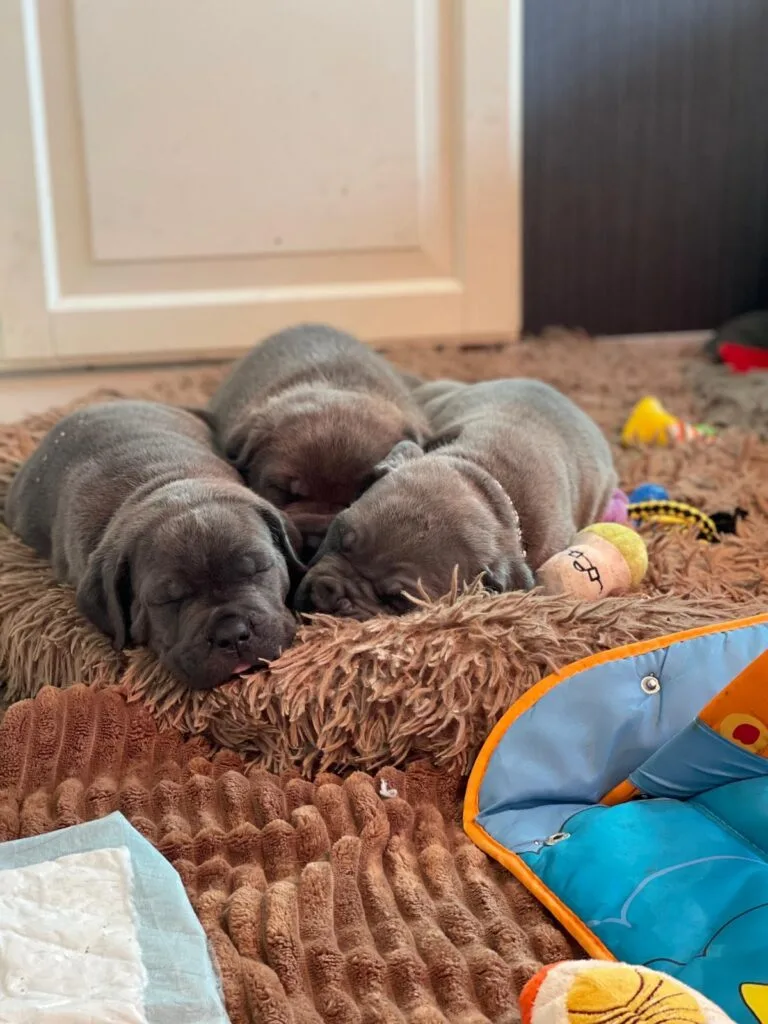 Tres cachorros cane corso durmiendo