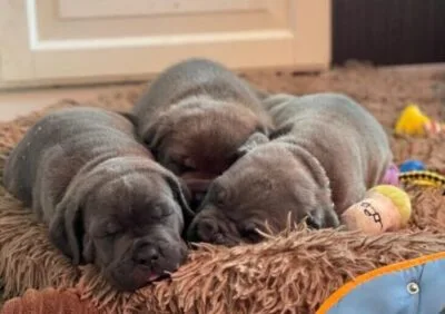 Tres cachorros cane corso durmiendo