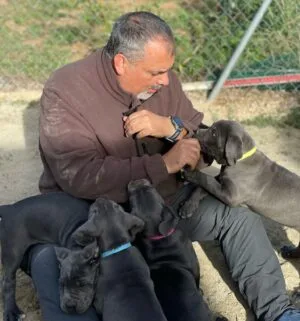 cachorros cane corso 46 e1746010096518