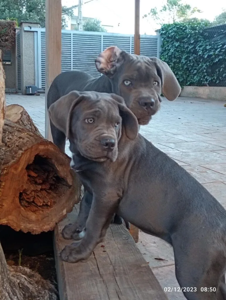 Pareja de cachorros cane corso