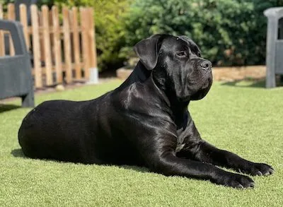 cane corso 21