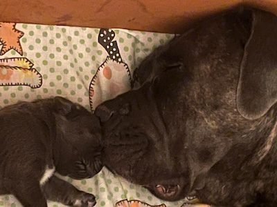 Dinasty Roschi: Un amor que se convirtió en legado 5 cane corso cachorros padres 10 2