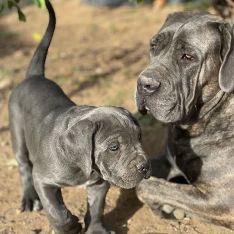 Madre Cane Corso con su cría
