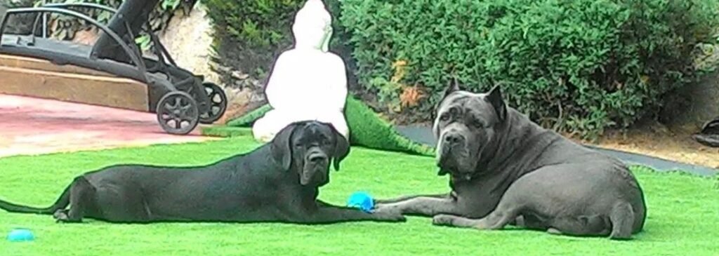 Dinasty Roschi: Un amor que se convirtió en legado 1 Foto Roc i Shiva 1