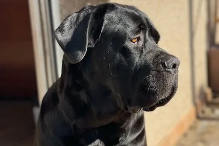 Gala Mare Cane Corso