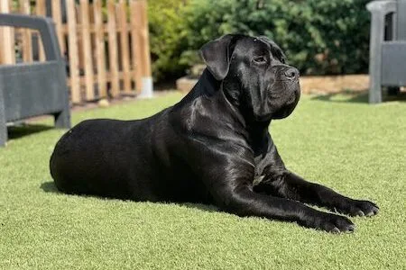Tyson padre Cane Corso