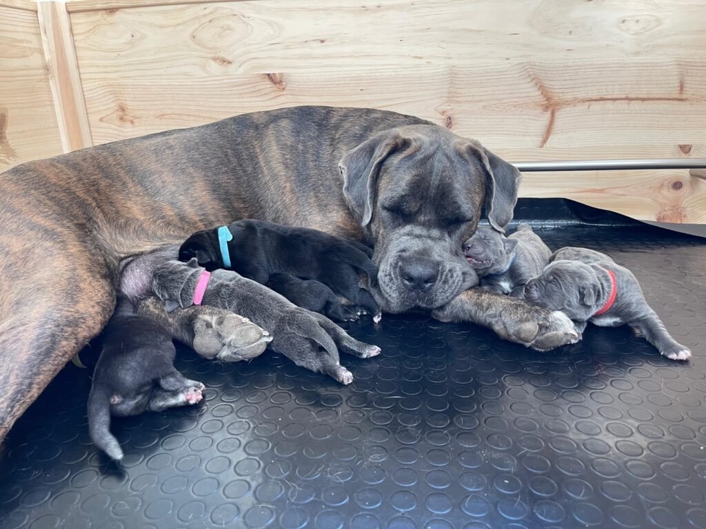 Cachorros Cane Corso 2 foto kitty y bebes