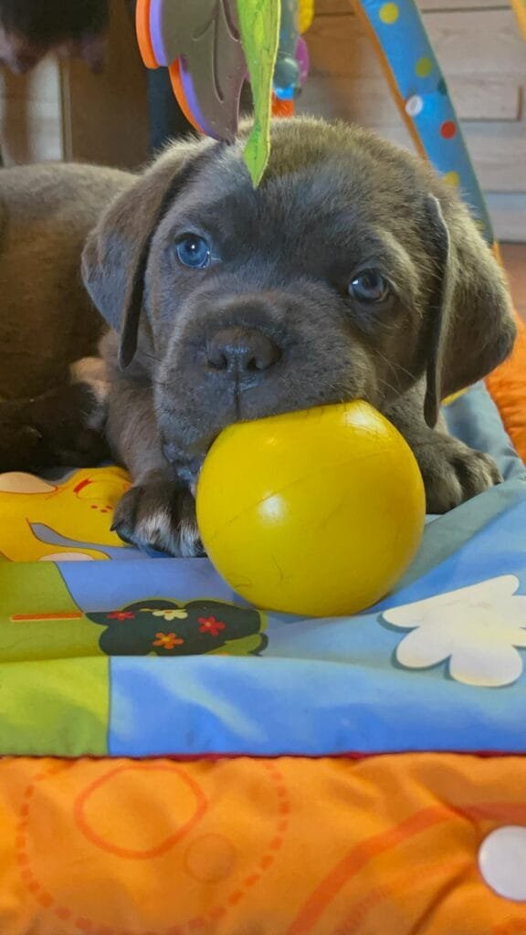 Cachorros Cane Corso 1 WhatsApp Image 2026 02 18 at 07.15.28